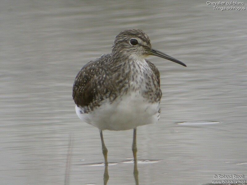 Green Sandpiperadult