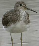 Green Sandpiper