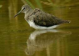 Green Sandpiper