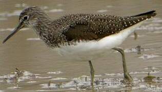 Green Sandpiper