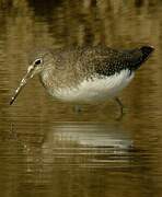 Green Sandpiper