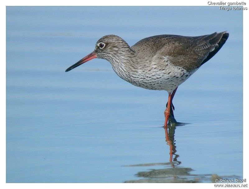 Common Redshankadult breeding