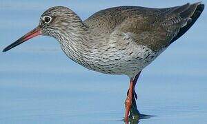 Common Redshank