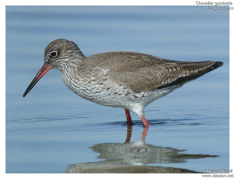 Common Redshankadult breeding