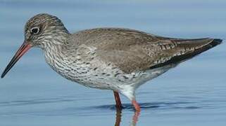 Common Redshank