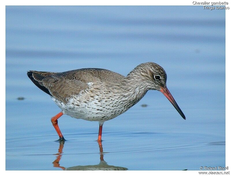 Common Redshankadult breeding