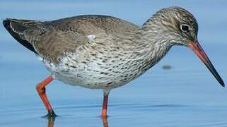 Common Redshank