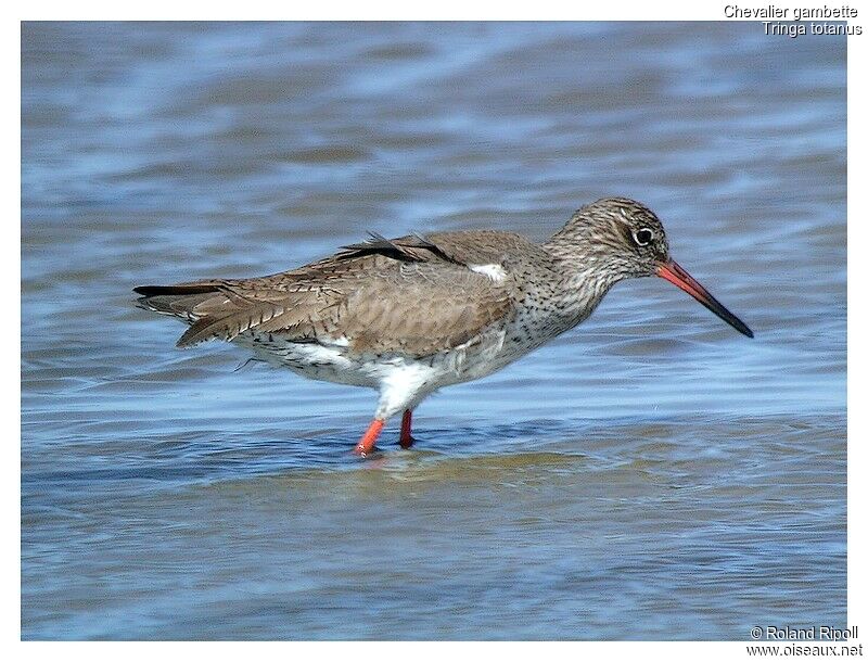 Common Redshankadult breeding