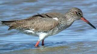 Common Redshank