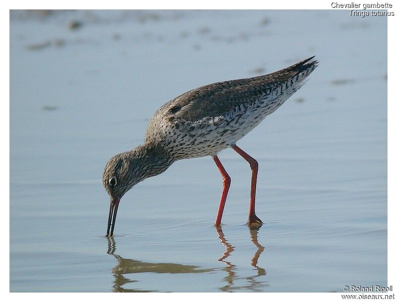 Common Redshankadult breeding