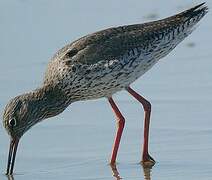 Common Redshank