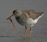 Common Redshank