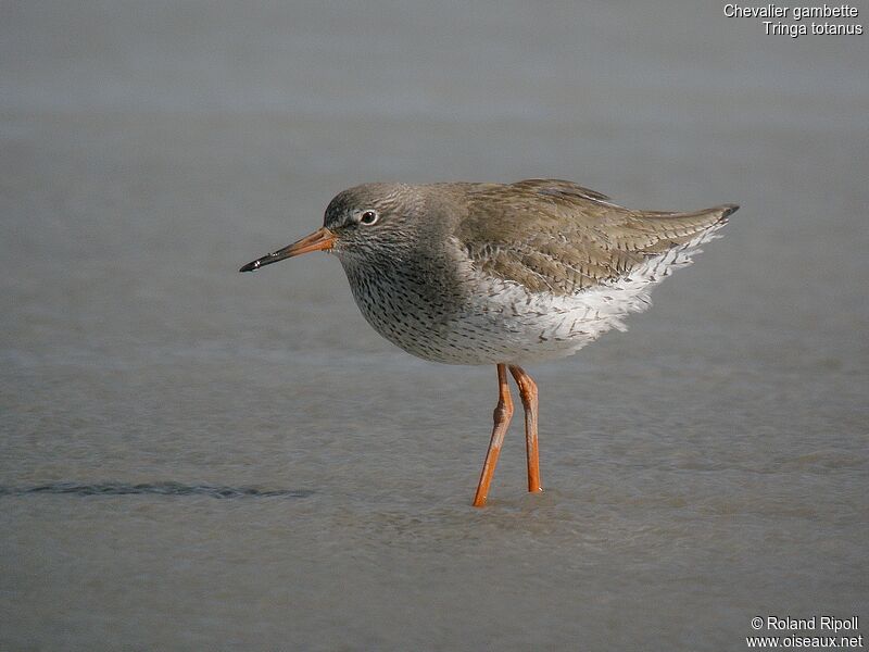 Common Redshankadult