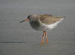 Common Redshank