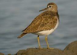 Common Sandpiper