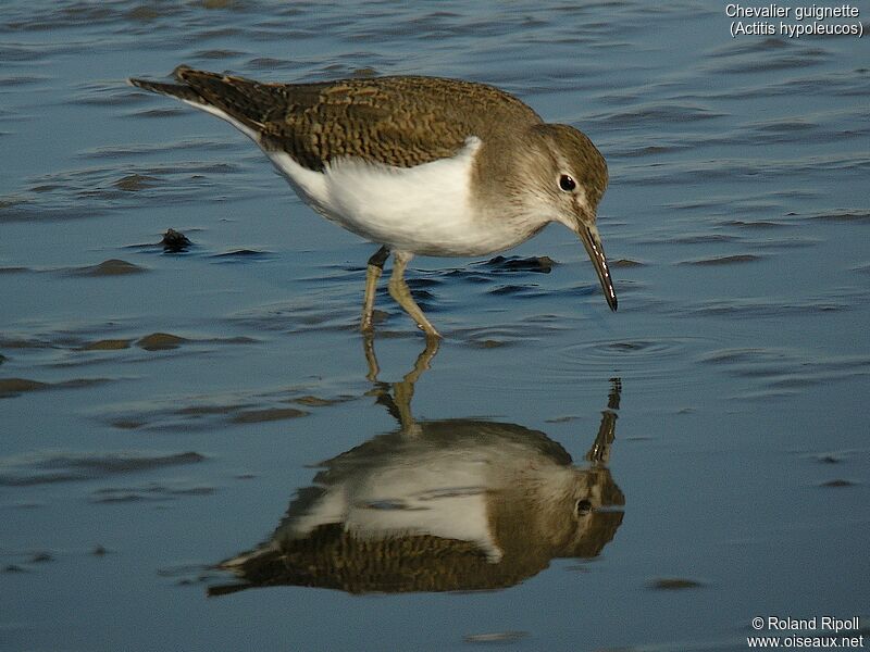 Common Sandpiper