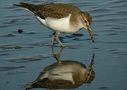 Common Sandpiper