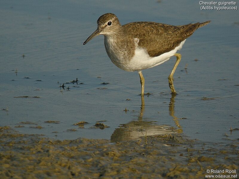 Common Sandpiper