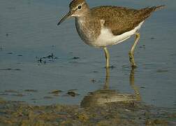 Common Sandpiper