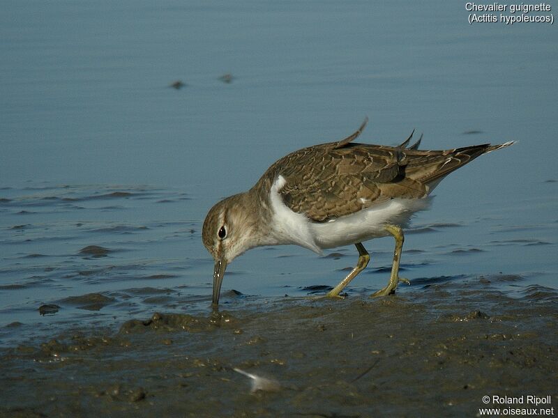 Common Sandpiper