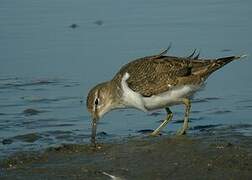 Common Sandpiper