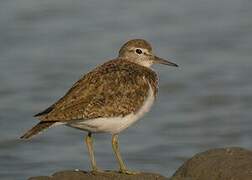 Common Sandpiper