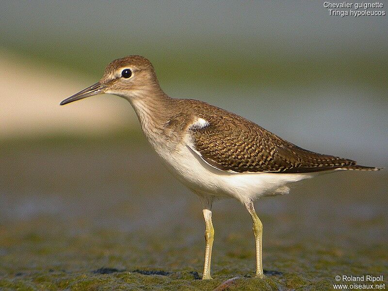 Common Sandpiperadult post breeding