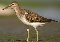 Common Sandpiper