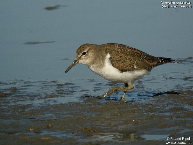 Common Sandpiper