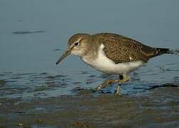 Common Sandpiper