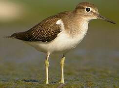 Common Sandpiper