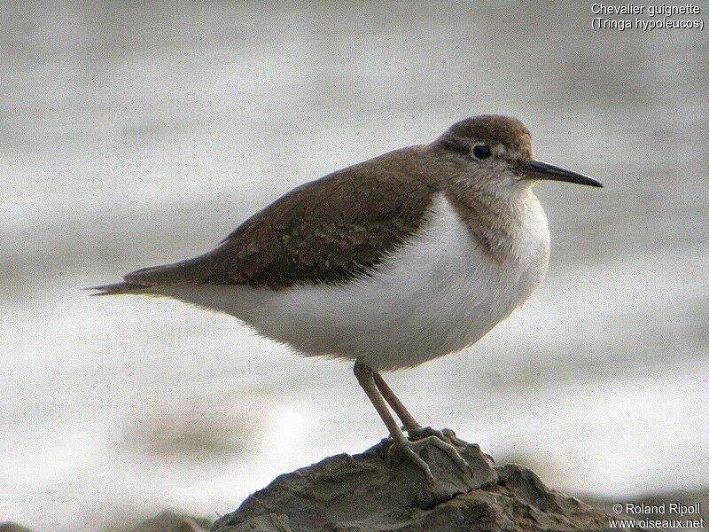 Common Sandpiper