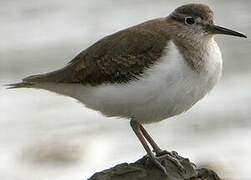 Common Sandpiper