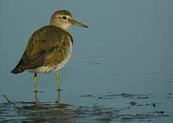 Common Sandpiper