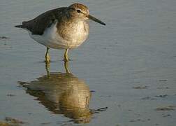 Common Sandpiper