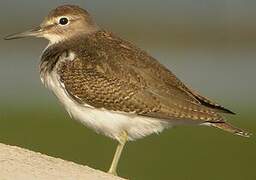 Common Sandpiper