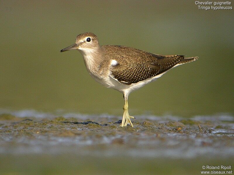 Common Sandpiperadult post breeding