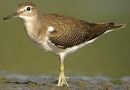 Common Sandpiper