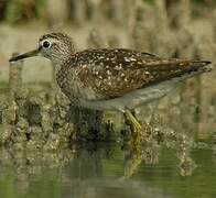 Wood Sandpiper