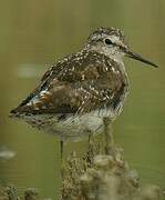 Wood Sandpiper