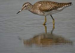 Wood Sandpiper