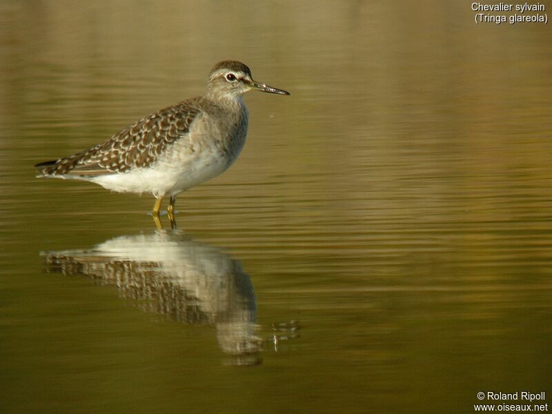 Wood Sandpiper