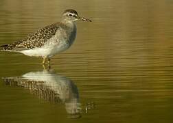 Wood Sandpiper