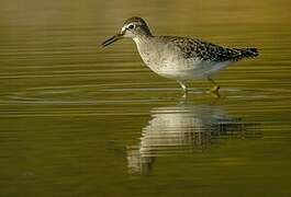 Wood Sandpiper