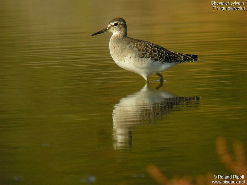 Wood Sandpiper