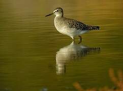 Wood Sandpiper