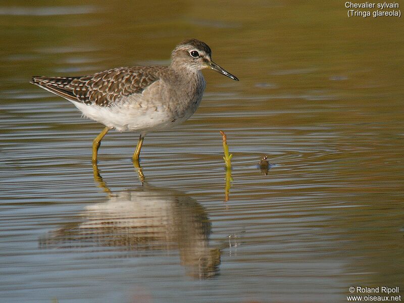 Wood Sandpiper