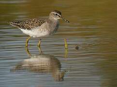 Wood Sandpiper