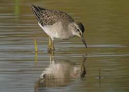 Wood Sandpiper