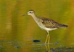 Wood Sandpiper